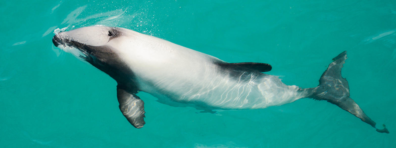 (mustela nigripes)blue whale (balaenoptera musculus)bluefin tuna