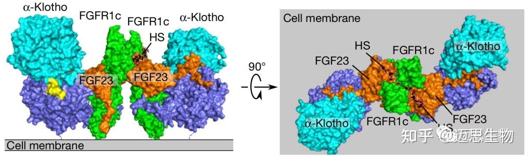 fgf23