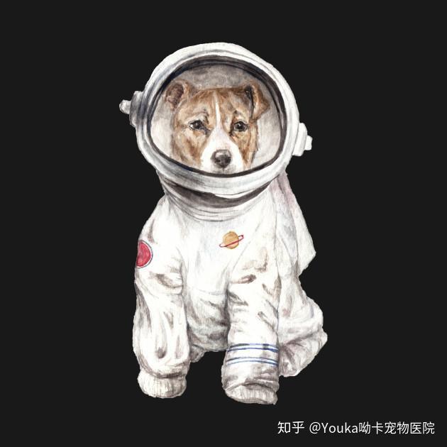 第一批动物宇航员