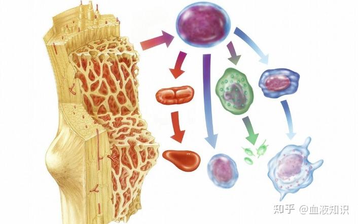 目前有很多先進藥物從遺傳學水平治療血液病,所以即便是惡性血液病