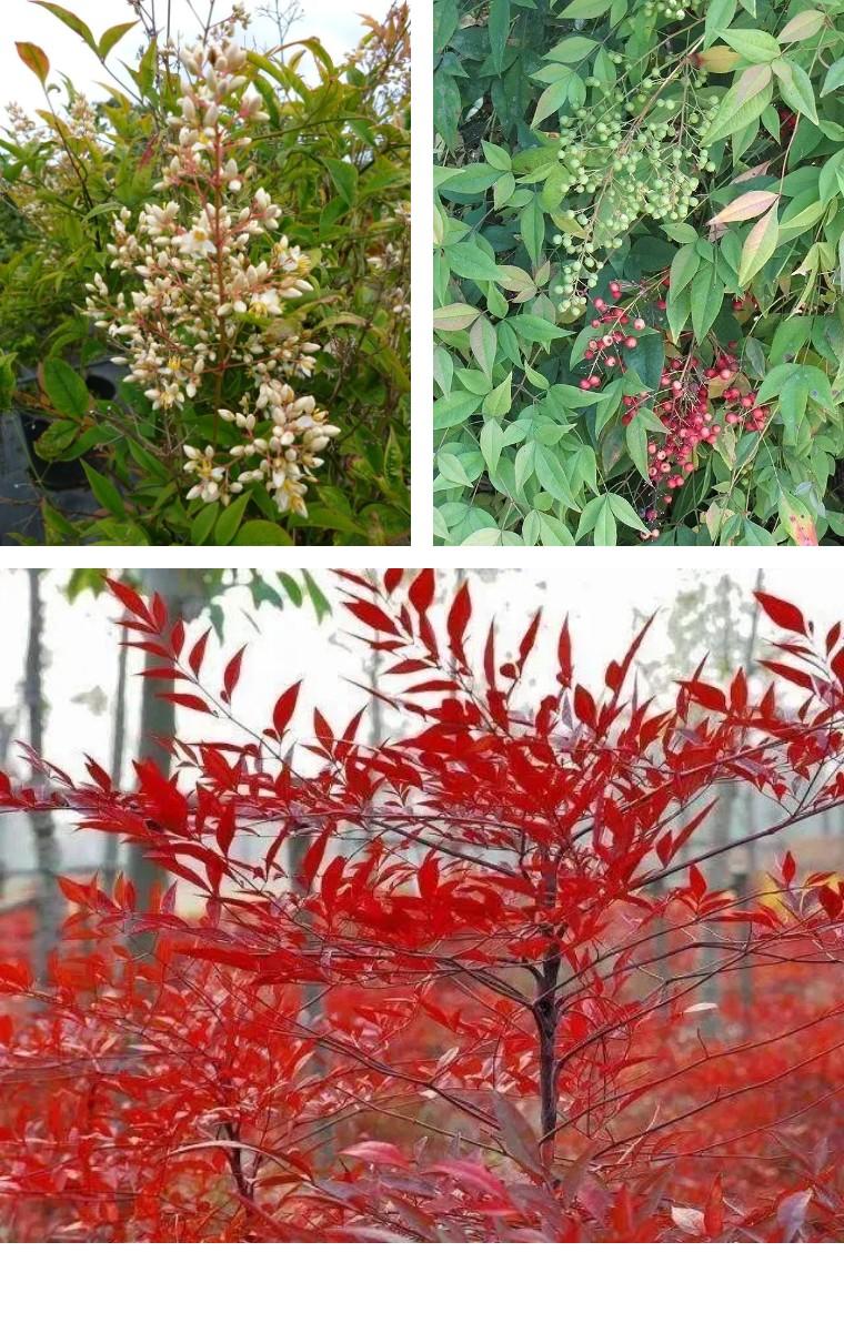 100种观叶植物 | No.22 南天竹养护攻略 - 知乎
