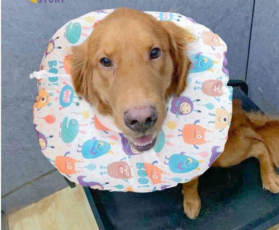 petofstory 全防水伊丽莎白圈特大号