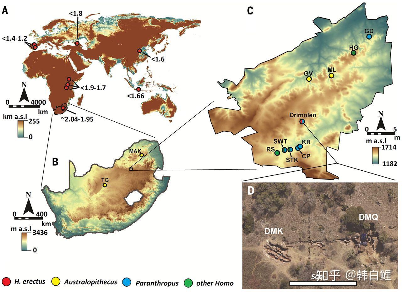 News 最古老的直立人 知乎