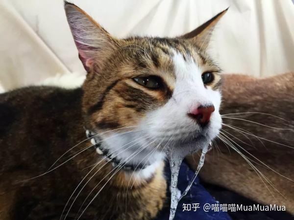 猫流口水猫口炎