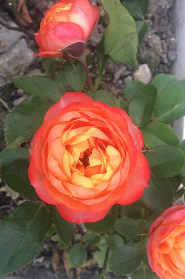 这是浪漫比克这是今日份的花手鞠和泰姬插花,每天上班都有花系列.