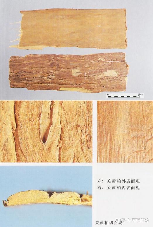 带你识别黄柏 - 知乎