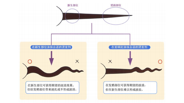 毛发的科学：为何会发生烫发不匀 - 知乎