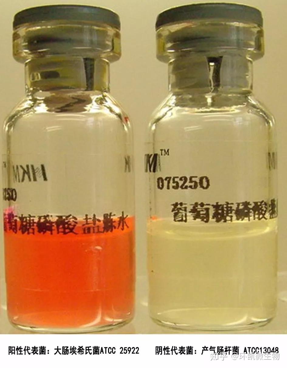 很多细菌,如大肠杆菌等分解葡萄糖产生丙酮酸,丙酮酸再被分解,产生