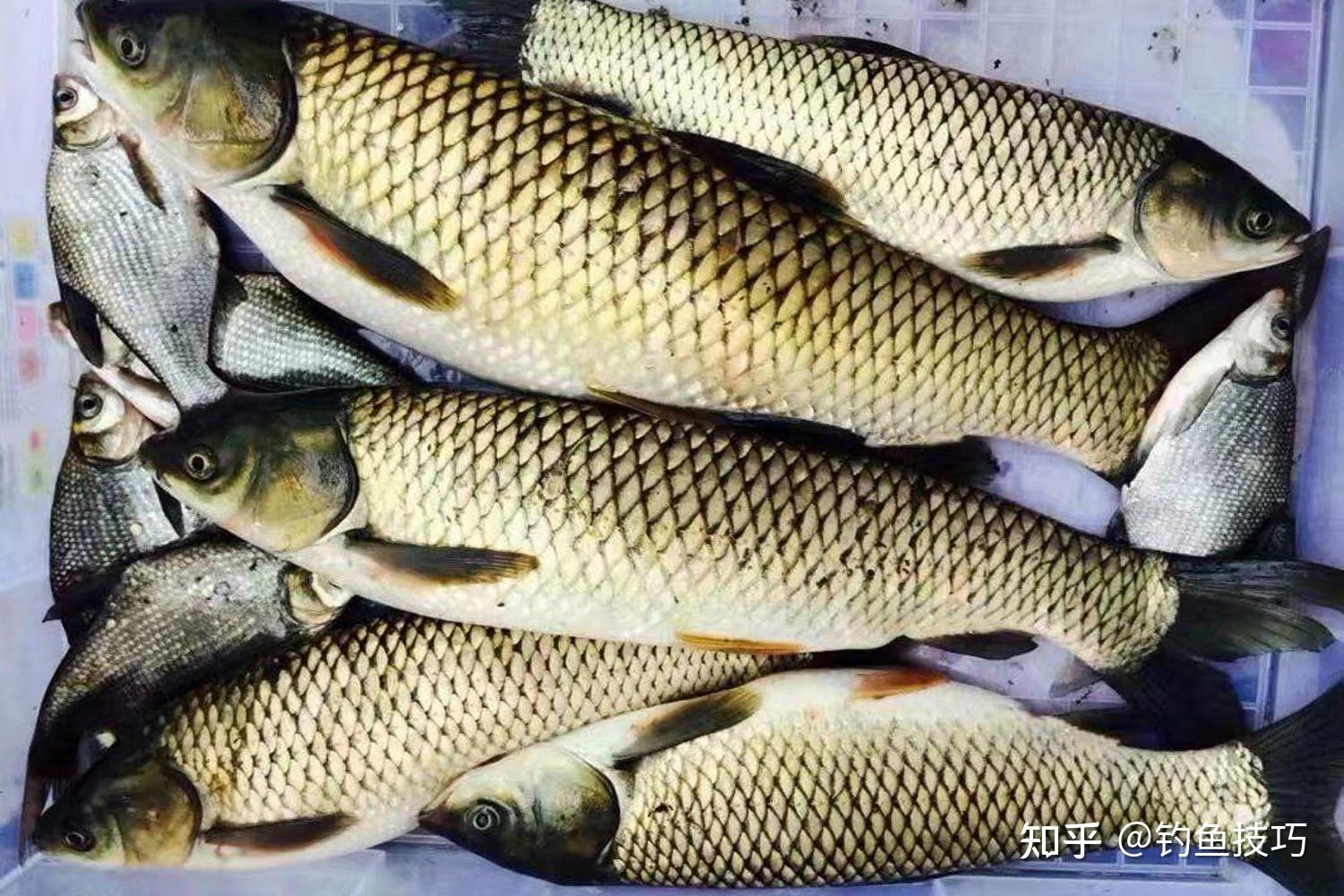 大鱼喜欢吃什么?钓大鱼首先要了解大鱼的生活习性