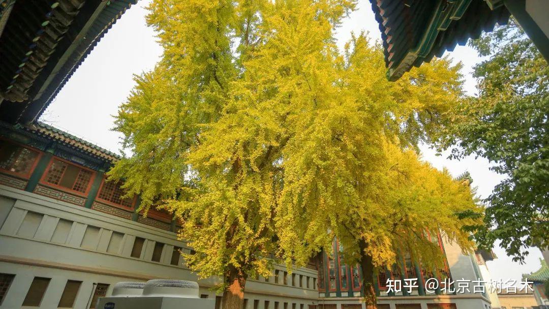 埋首不负建楼意举头窗映银杏黄中国国家图书馆古籍馆古银杏
