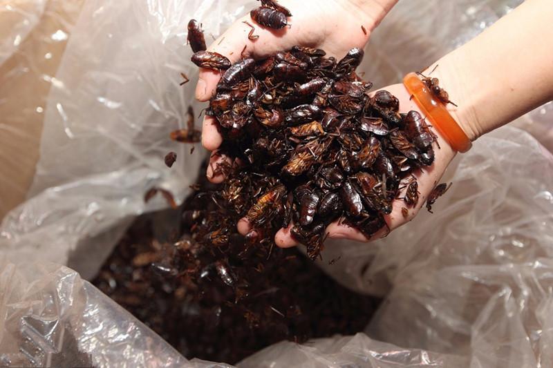 已经有一些关于美洲大蠊提取物功效的中医药文章发表了,这些文章汇总