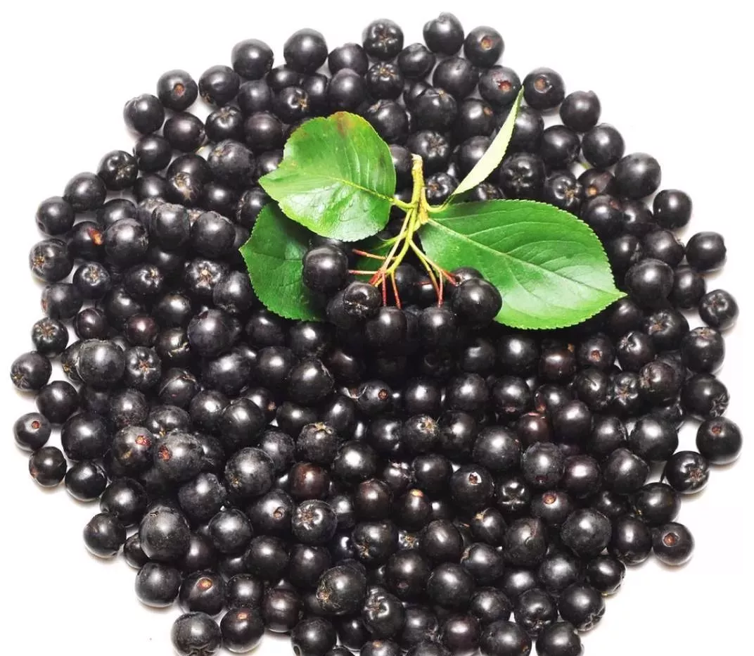 为青春而生,留住时光的紫色生命力的不老莓 - 知乎