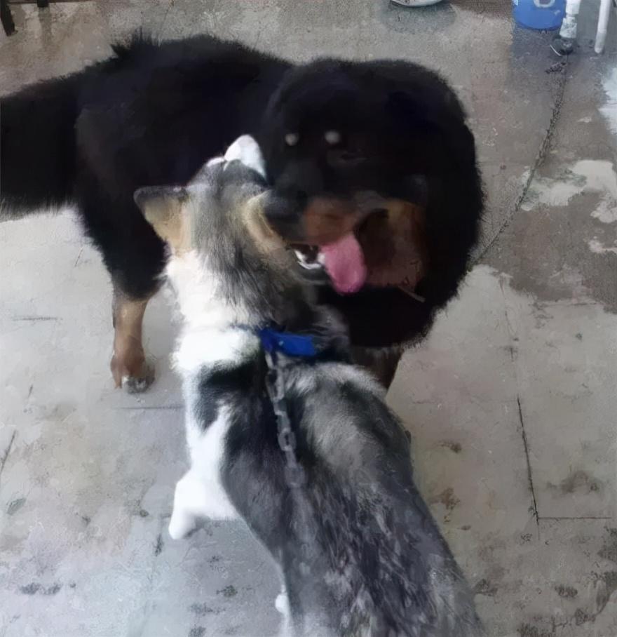 哈士奇挑衅藏獒,结果打着打着画风竟然就变了,笑喷