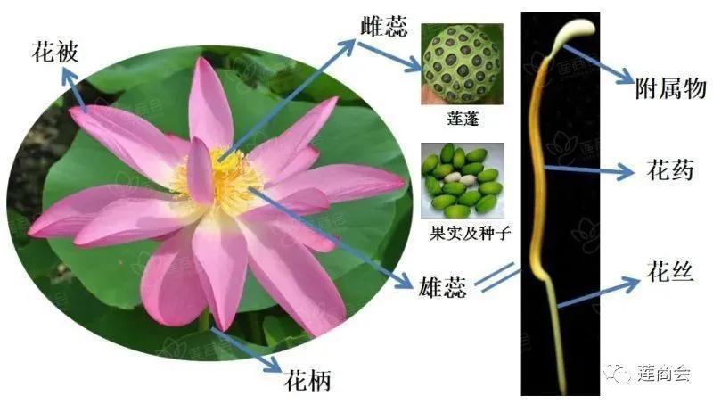 莲的根茎叶的形态图片