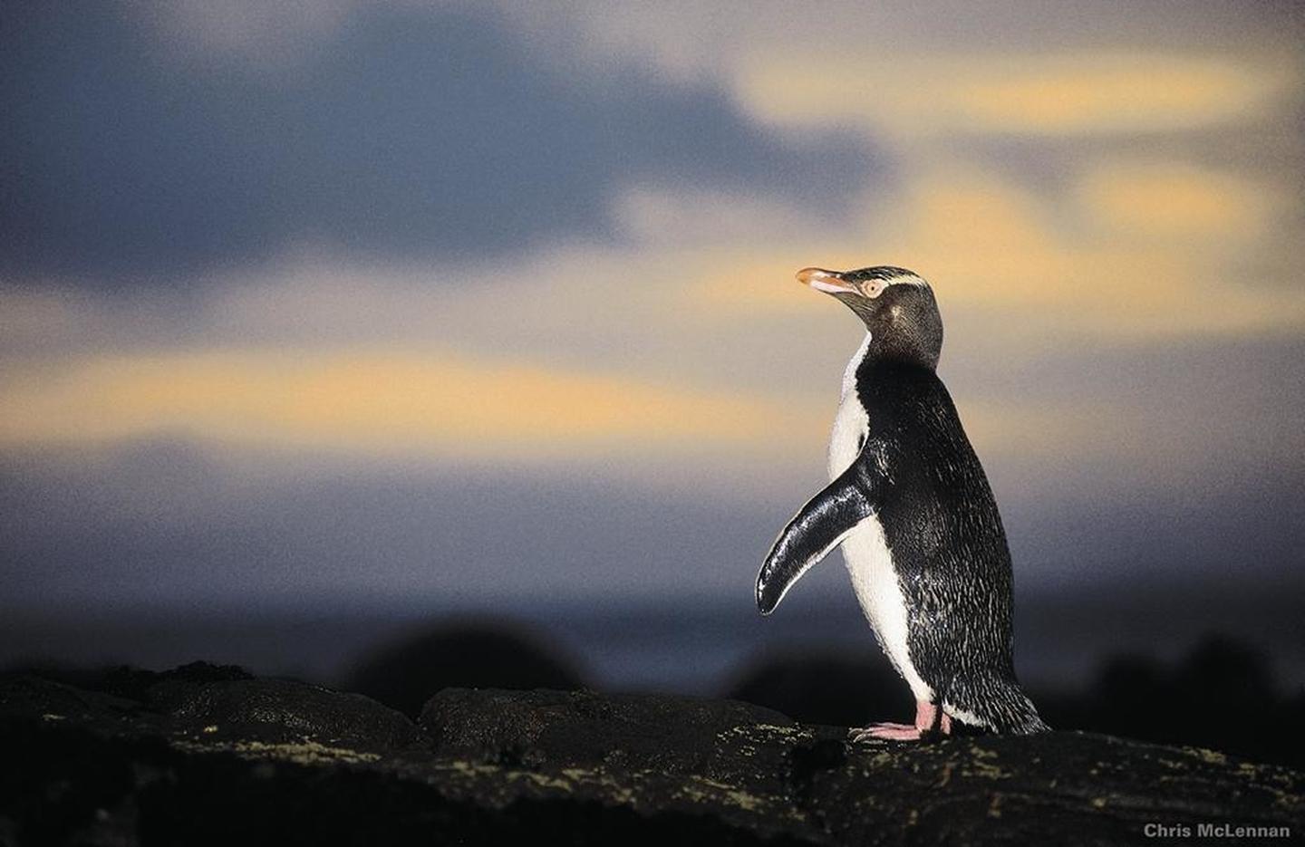 企鵝保護區penguin place ╟ the yellow-eyed penguin conservation