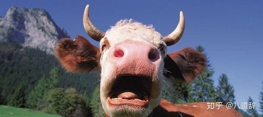 不论是好的还是坏的,往往不易改变,这便是常听说的"钻牛角尖"