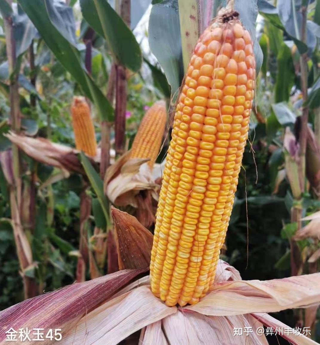 上面也提到了玉米品种繁多,不同的玉米品种的在不同地区的表现不一样