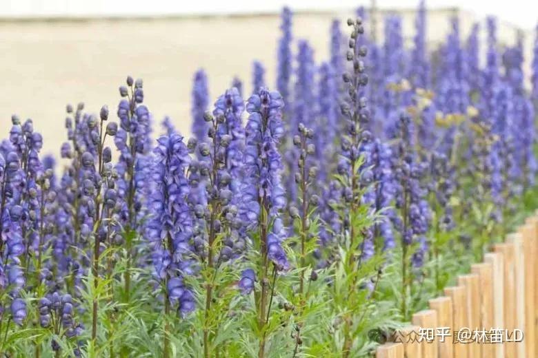 欧洲最毒的植物——乌头为什么叫狼毒花? - 知乎
