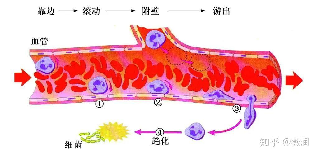 伤口持续有渗液?原来是炎性渗出期!重组Ⅲ型人源化胶原蛋白加速创面愈合! - 知乎