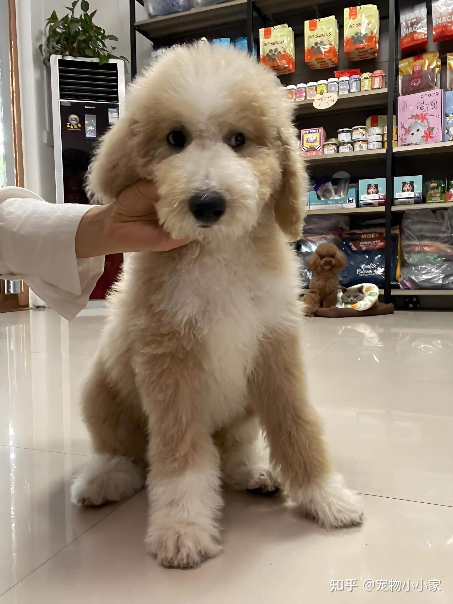 巨贵吃什么牌子狗粮好?巨贵有什么狗粮推荐?
