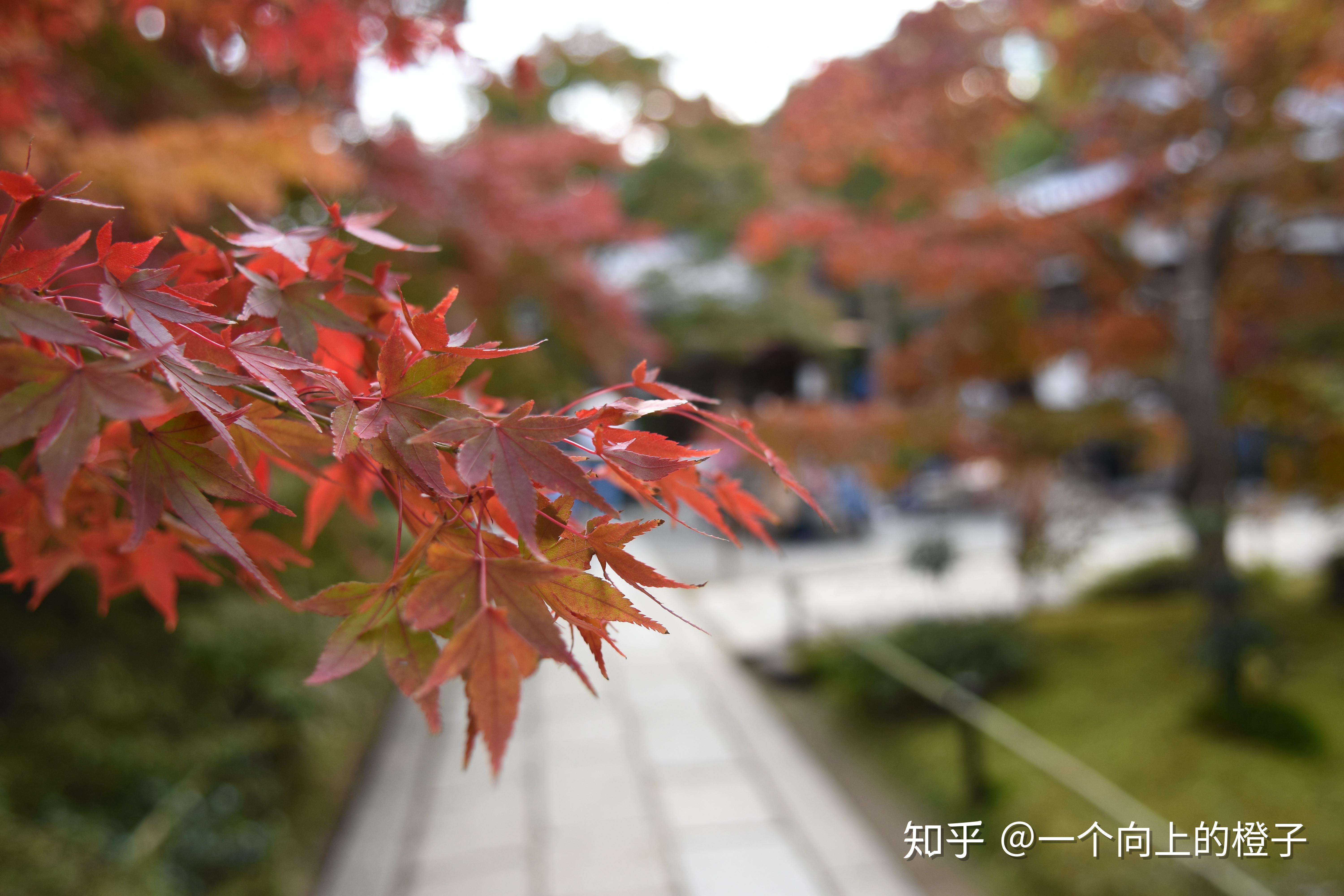 秋の嵐山の風景 京都の風景 | JAPAN WEB MAGAZINE 「日本の風景」 JAPAN SCENE