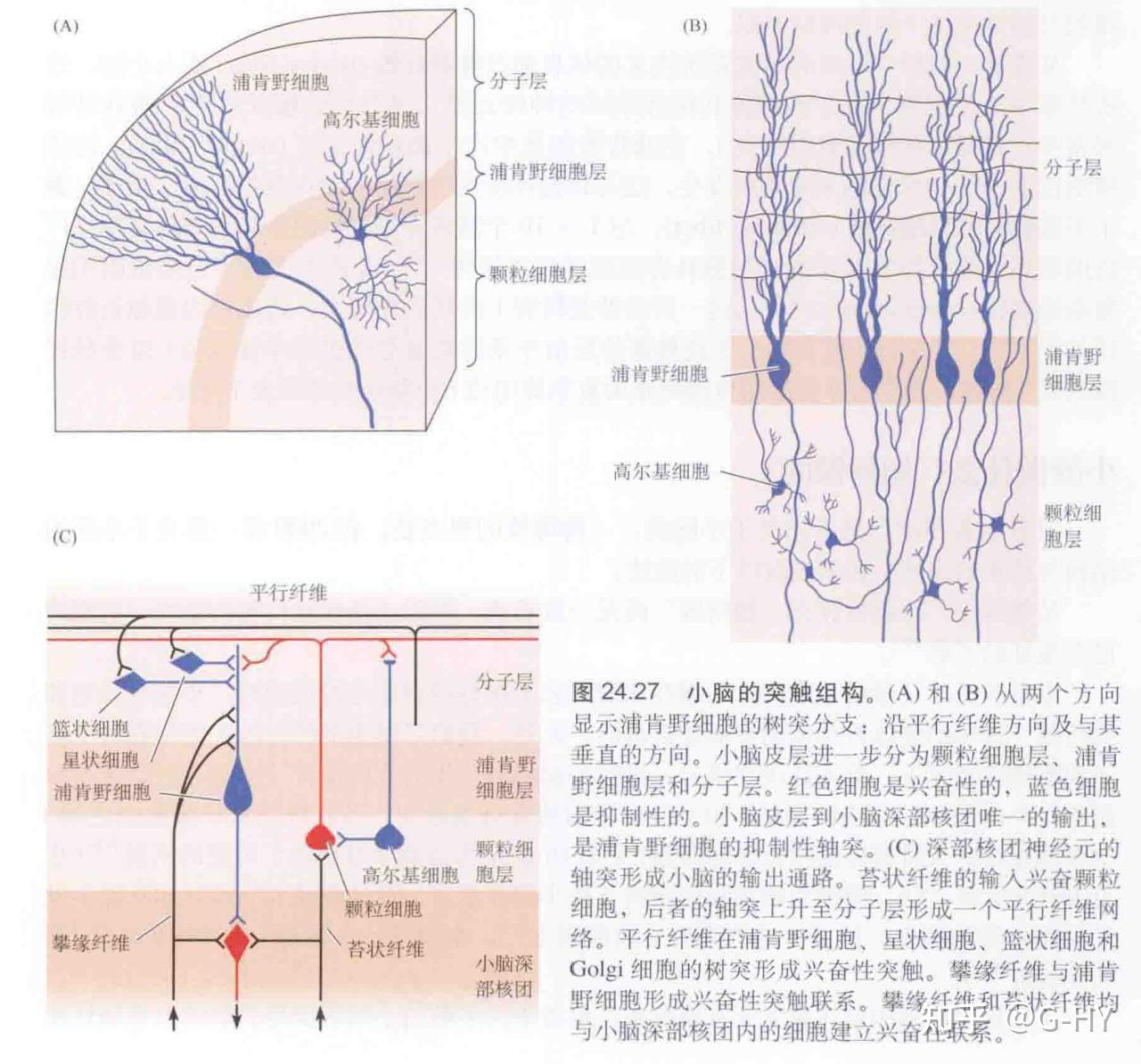 运动神经环路 - 知乎