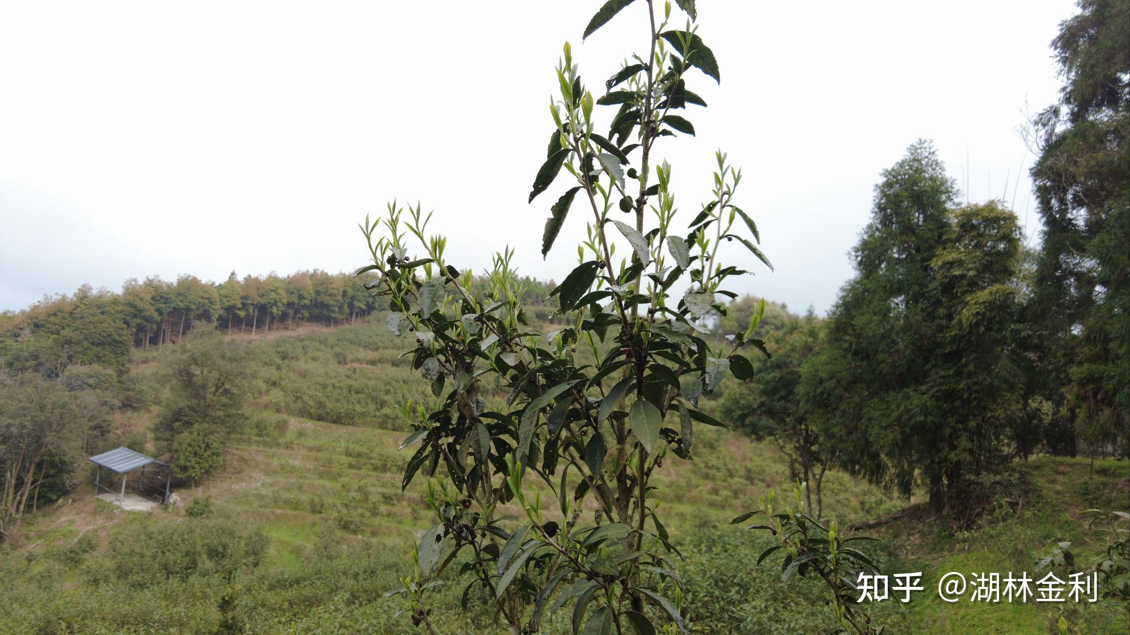 福鼎白茶优劣区分