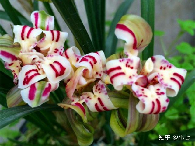 中国春蘭 「天彭牡丹」 大木 7本立 花芽付（春蘭、寒蘭、長生蘭、万年青、中国蘭、山野草、東洋蘭） 全商品 - 蘭万園オンラインショップ 春蘭、万年青通信販売