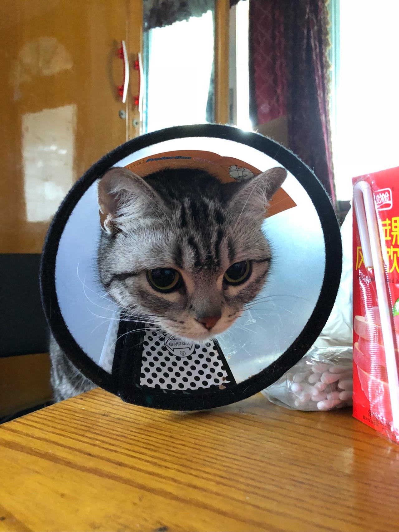 求助!我家两只母猫绝育完后无法相处了,怎么办