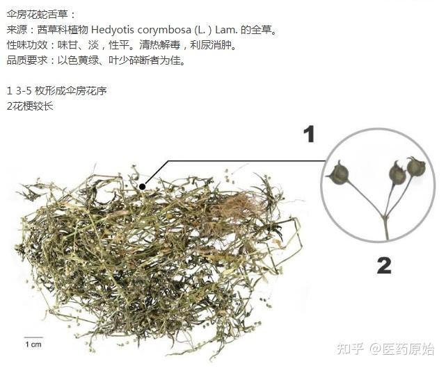 白花蛇舌草真假区别图图片