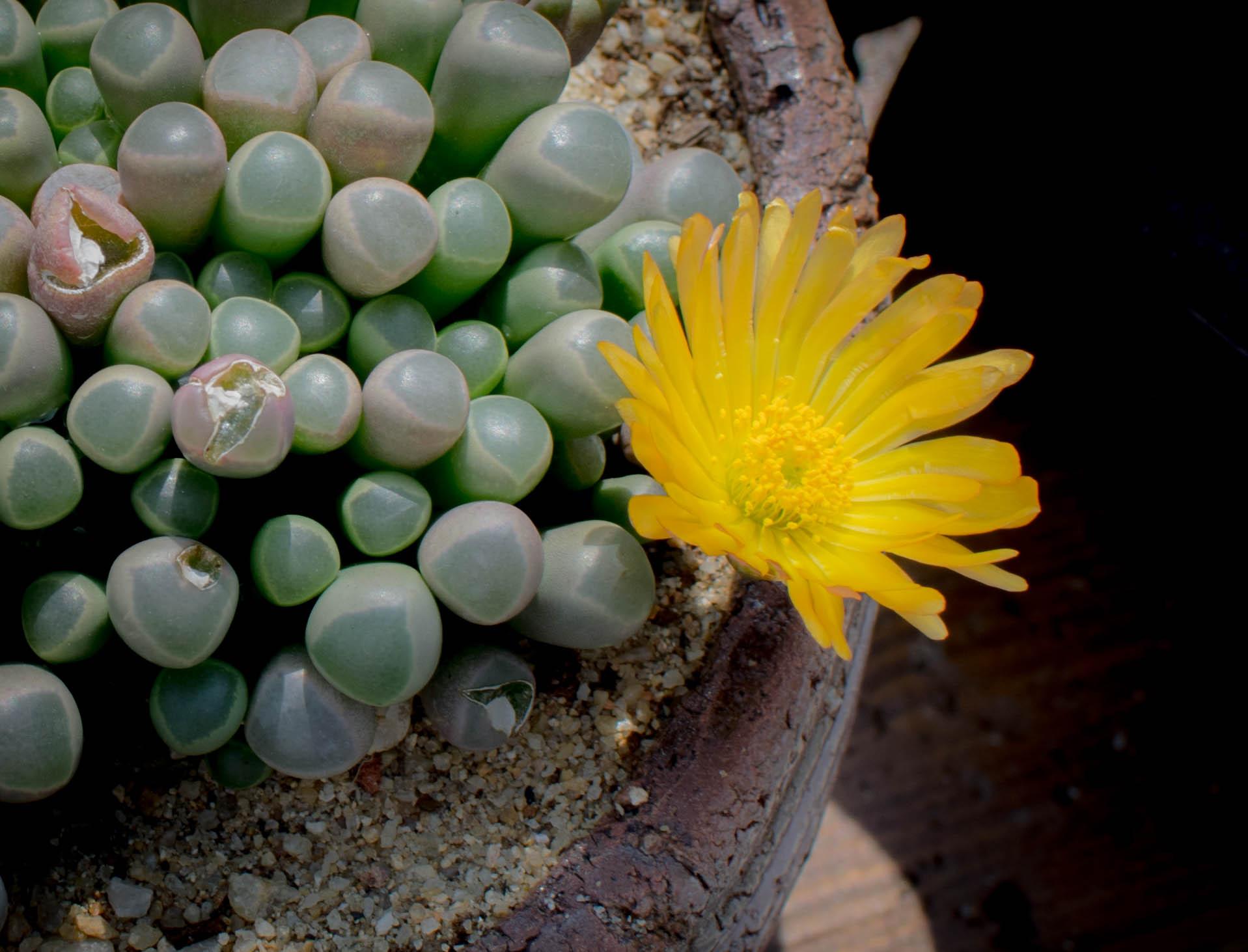 种植小纪录系列:五十铃玉 - 知乎