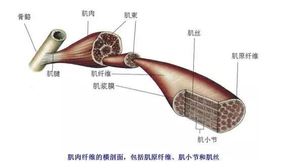 筋骨训练十二条大筋图片