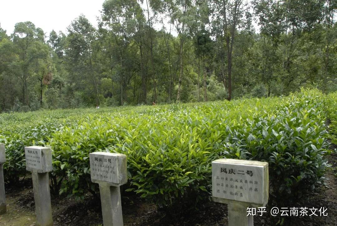 【普洱茶再发现】一个王城的种茶史 - 知乎