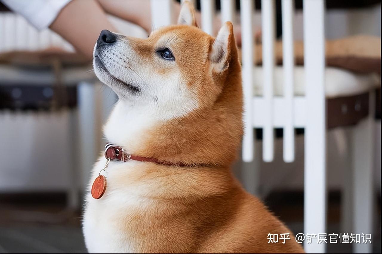 柴犬犯错后,向你道歉不止有咪咪笑,还有这些行为!