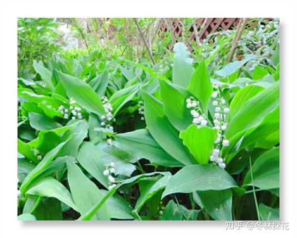 5月8日的生辰花 山谷百合花 知乎