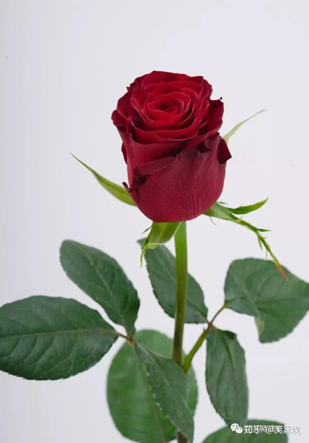 夏日里的红玫瑰[原创] - 绝美图库 - 华声论坛