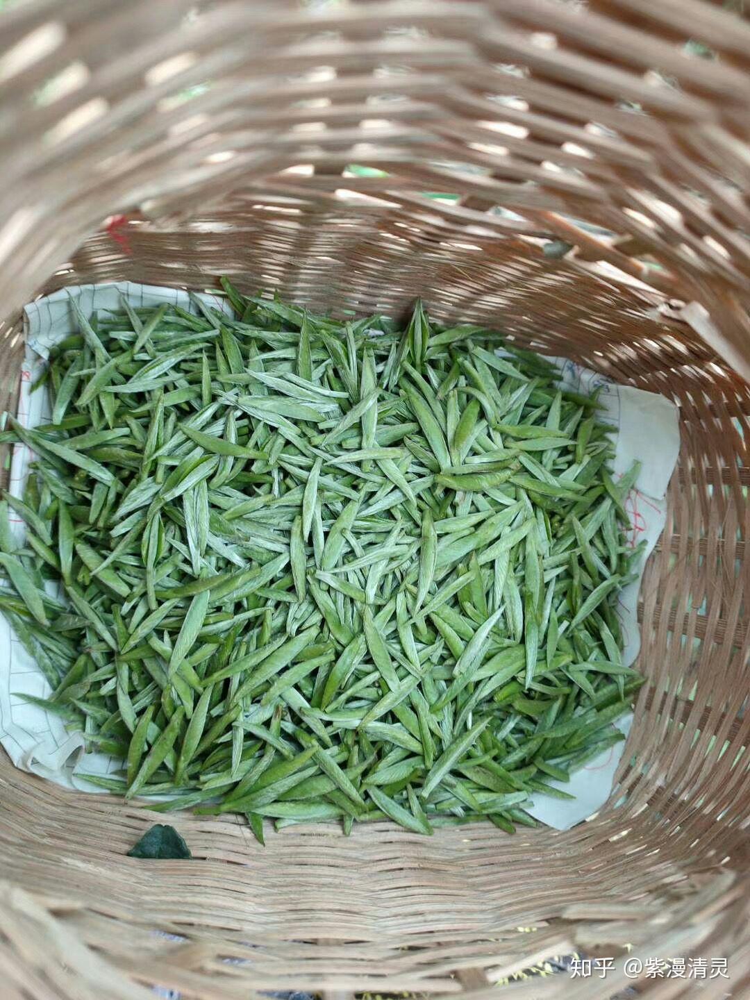 2020都匀毛尖明前茶新茶开采啦