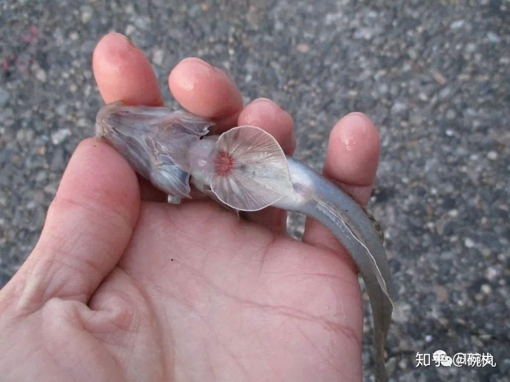 蝦虎魚明仁天皇最愛的魚有什麼花式吃法