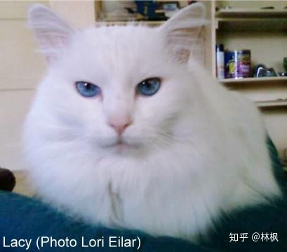 纯白蓝眼的猫都是聋子 4种纯白类型知道两个就算你专业 知乎