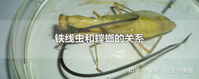 铁线虫和螳螂的关系