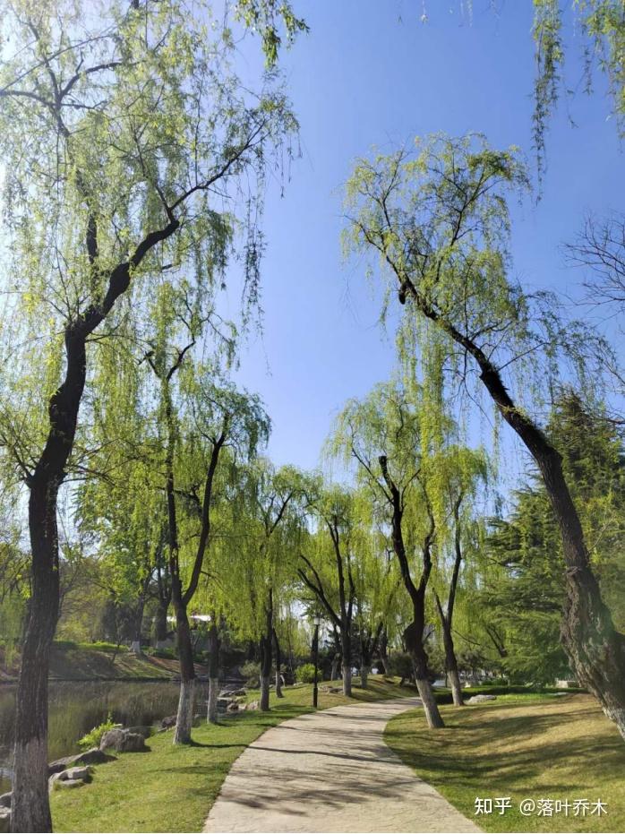 红石公园的杨柳树