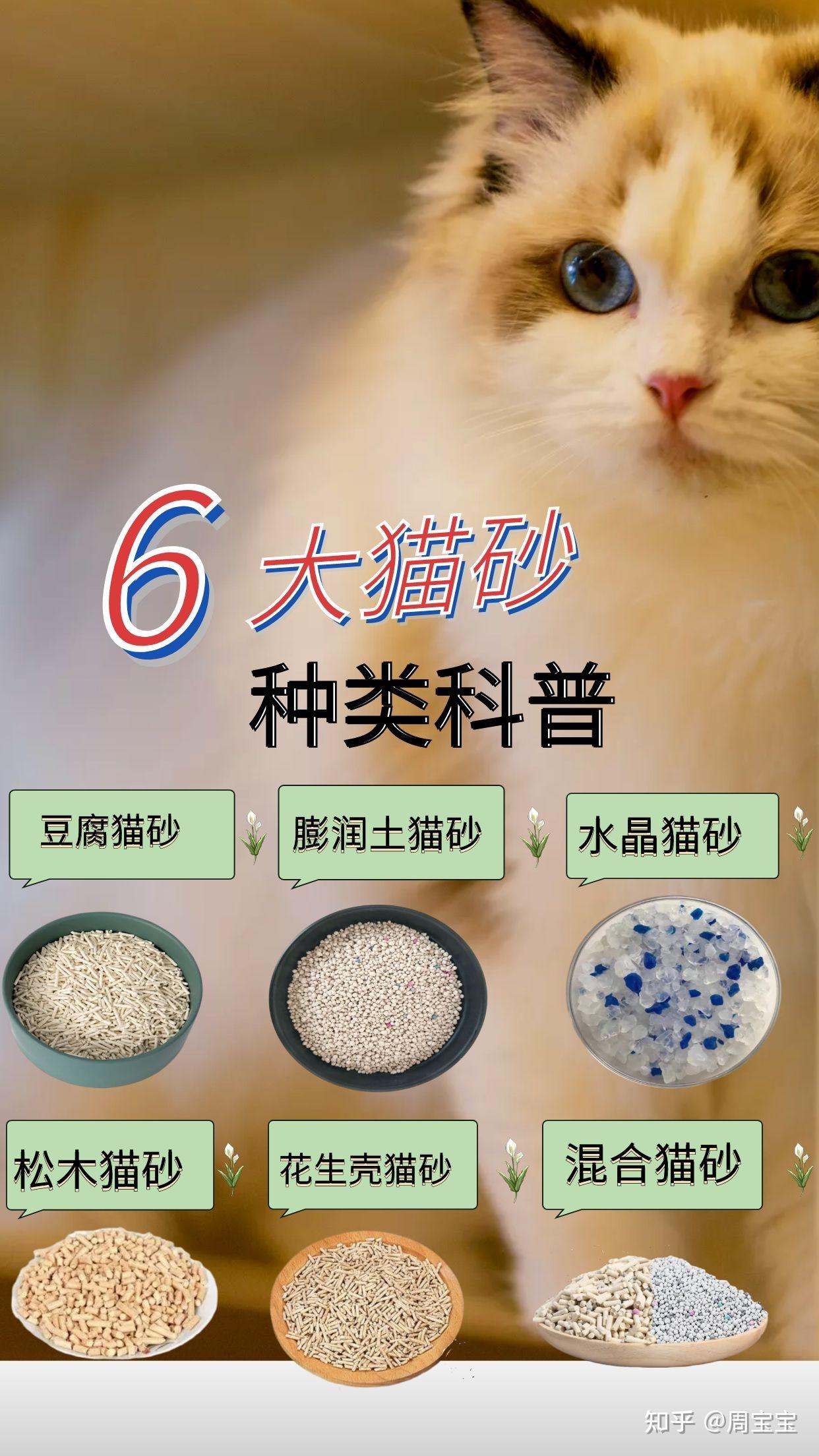 猫砂种类科普建议收藏