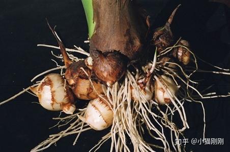 铲屎官们你知道哪些植物对猫有毒吗