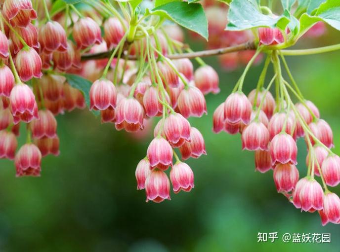 蓝妖：日本吊钟的养殖方法和注意事项，掌握这5点，开花多多 - 知乎