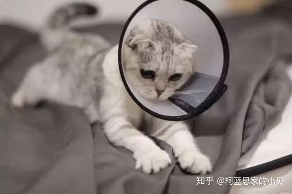 猫咪长猫癣 我是这样做的 知乎