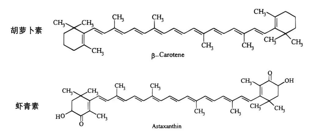 1分钟带你科学理性地认识虾青素
