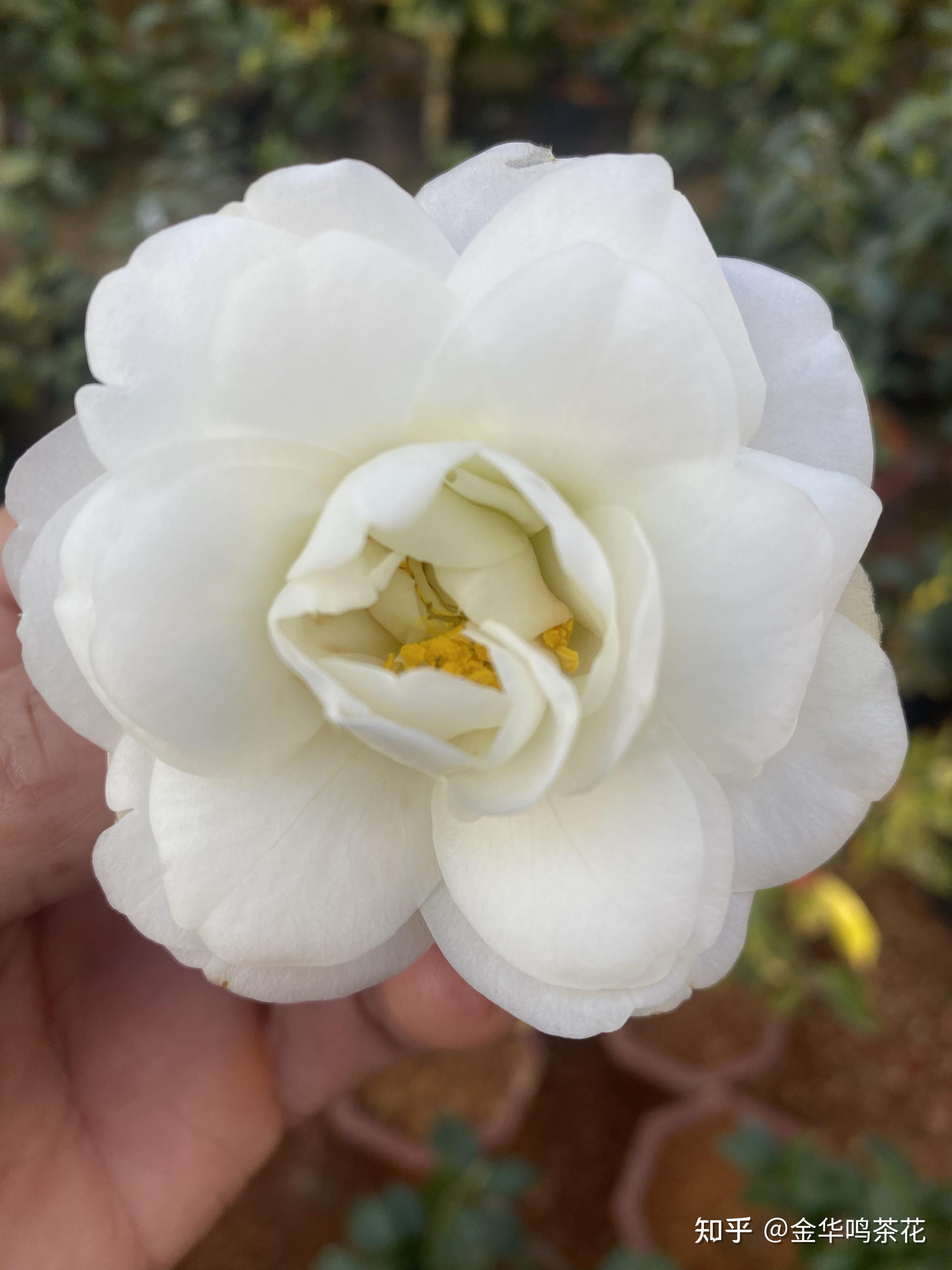 绿珠球茶花 - 知乎