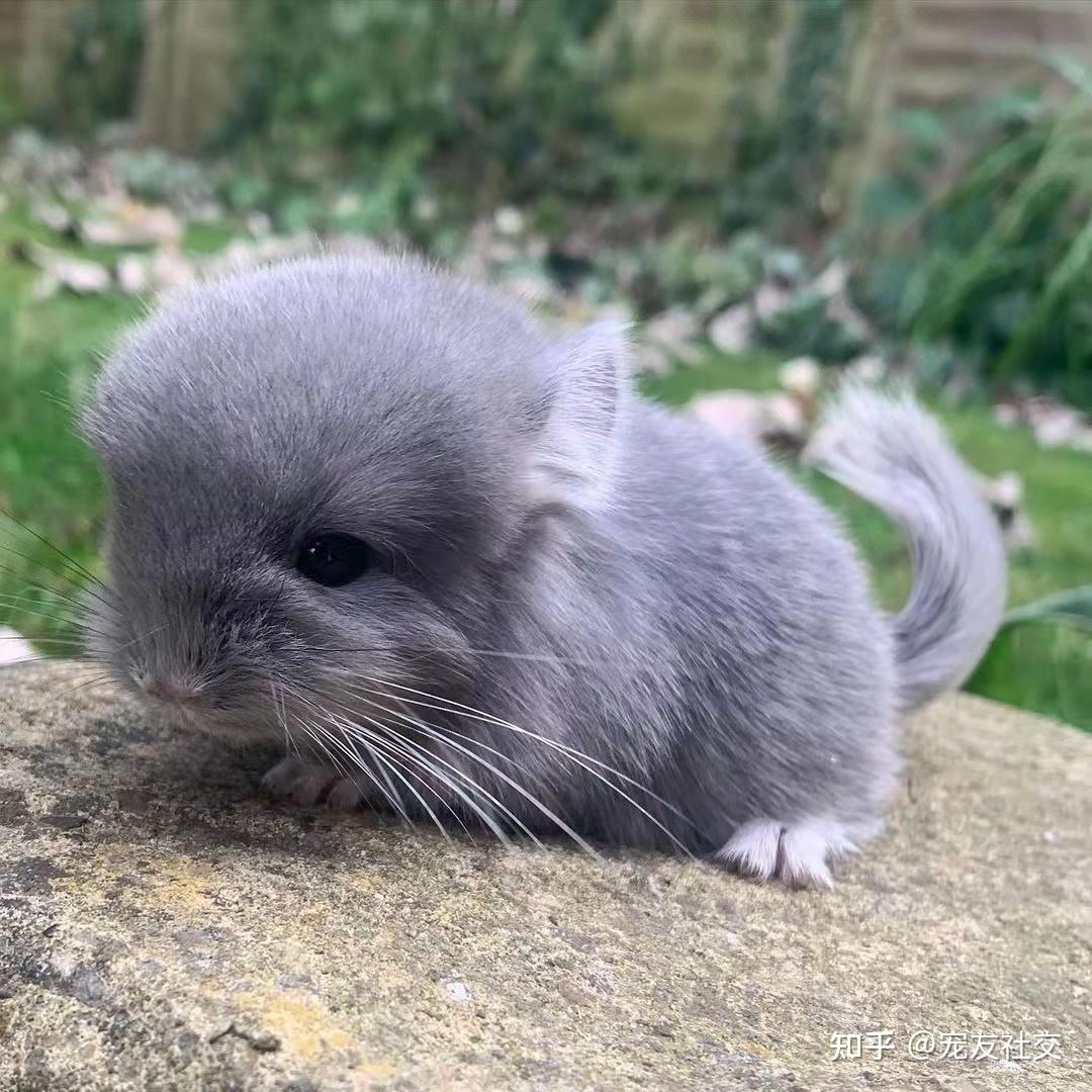 宠友社交:龙猫 chinchilla - 知乎