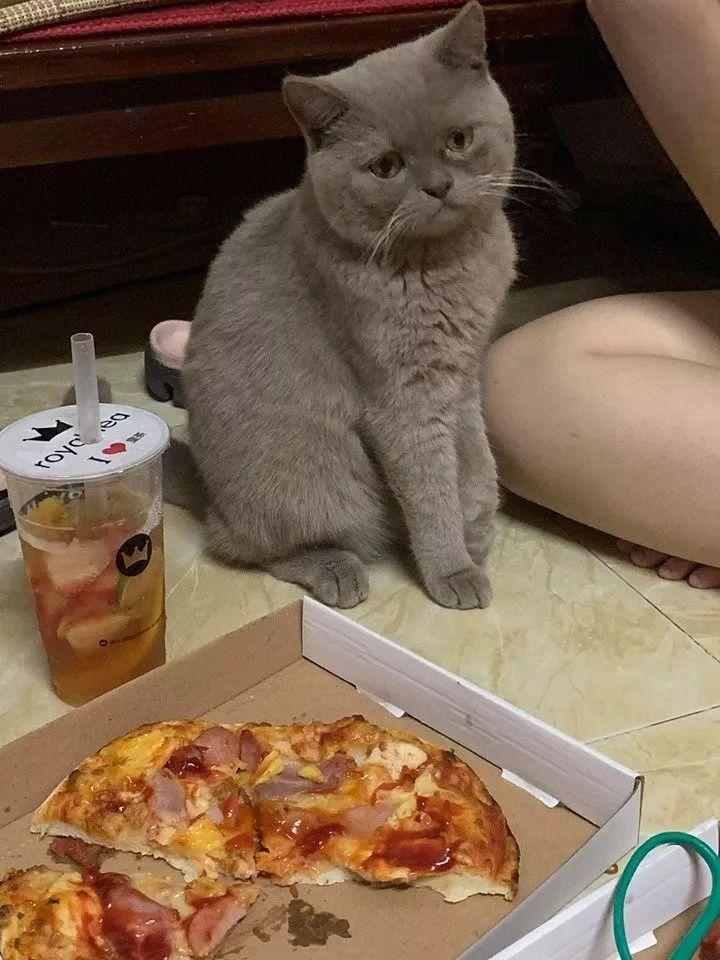 眼巴巴看着主人吃披萨的小猫咪,都快委屈哭了.