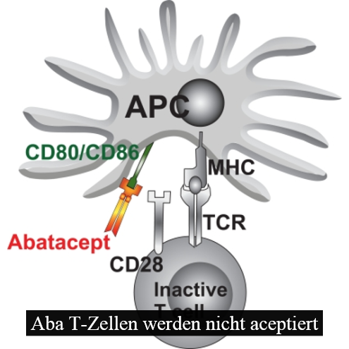 CD28：阻断易，激活难 - 知乎